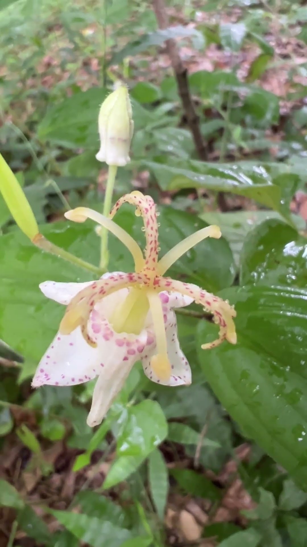 Secret Thoughts: Toad Lily 09/10/2026 - YouTube