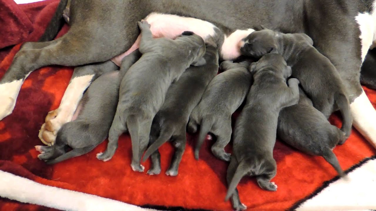 "PUPZ GOT DA ITIS" ~ (EAT N PASS OUT) SOLID BLUE / BLUE NOSE PIT BULL PUPPIES FOR SALE
