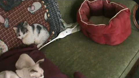 Video 10224921: sphynx kittens playing, cat