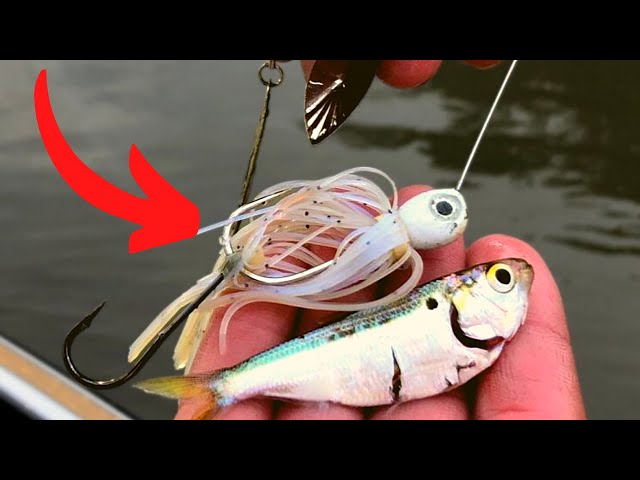 Underwater Spinnerbait Footage! Everything You Need To Know About  Spinnerbait Fishing! — Tactical Bassin' - Bass Fishing Blog