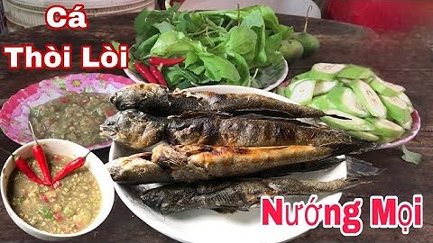 Tìm Bắt Những Con Cá Thòi Lòi To Và Món Cá Thòi Lòi Nướng Mọi #Đoàn39Vlog
