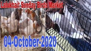 Lalukhet Sunday Birds Market 4-October-2020 Full Updates , Karachi , Urdu\/Hindi ...