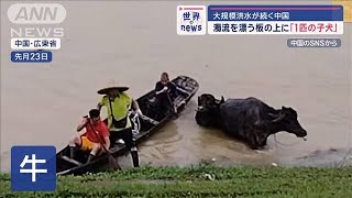 大規模洪水が続く中国　漂う板の上に子犬　ブラジル記録的洪水で「取り残された馬」【スーパーJチャンネル】(2024年5月9日)｜ANNnewsCH
