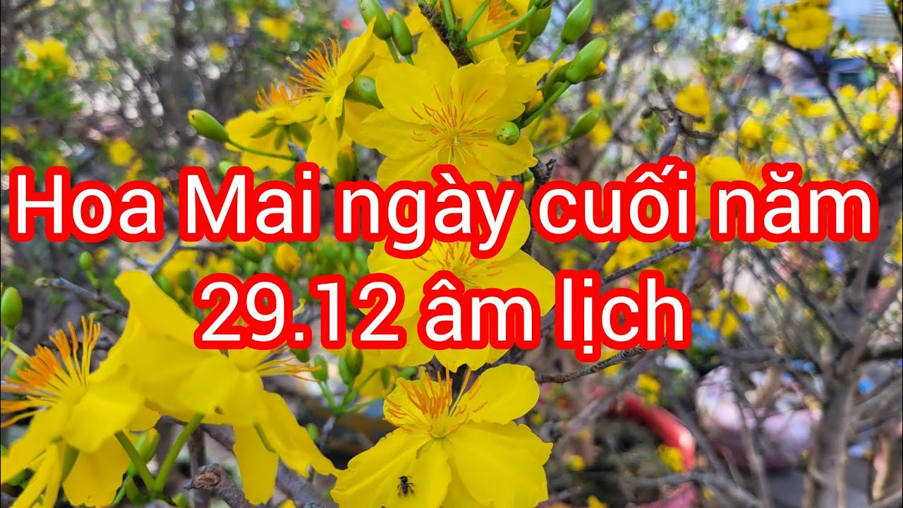Hoa mai ngày cuối năm 29.12 âm lịch. Tại chợ hoa xuân TPHCM 2026