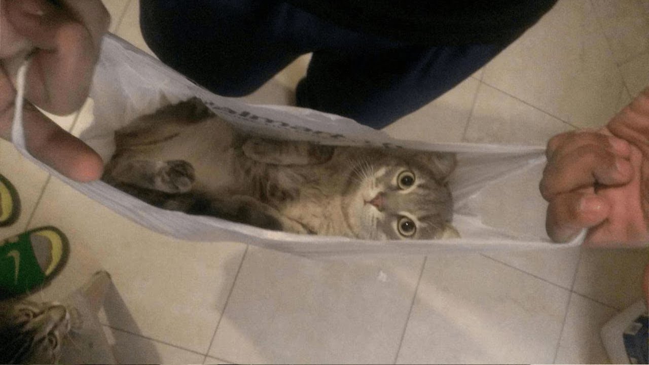 ⁣Cats With Zero Brain Activity 😂 Funniest Cats Videos 2025 😹 Part 50