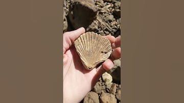 Neithea bivalve fossil Main Street Limestone formation North Texas