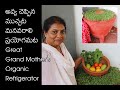 Organic janatha Refrigerator/ Natural Preservative Method/live village life with me/Microgreens pot