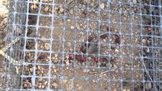 Ant Seed Select Fail 2