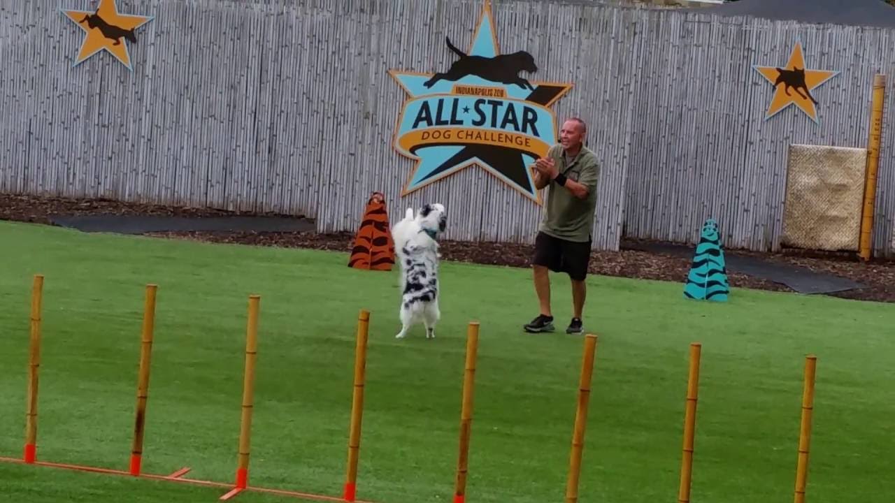 Indianapolis Zoo Dog Talent Show and CUTE dancing dog!! YouTube
