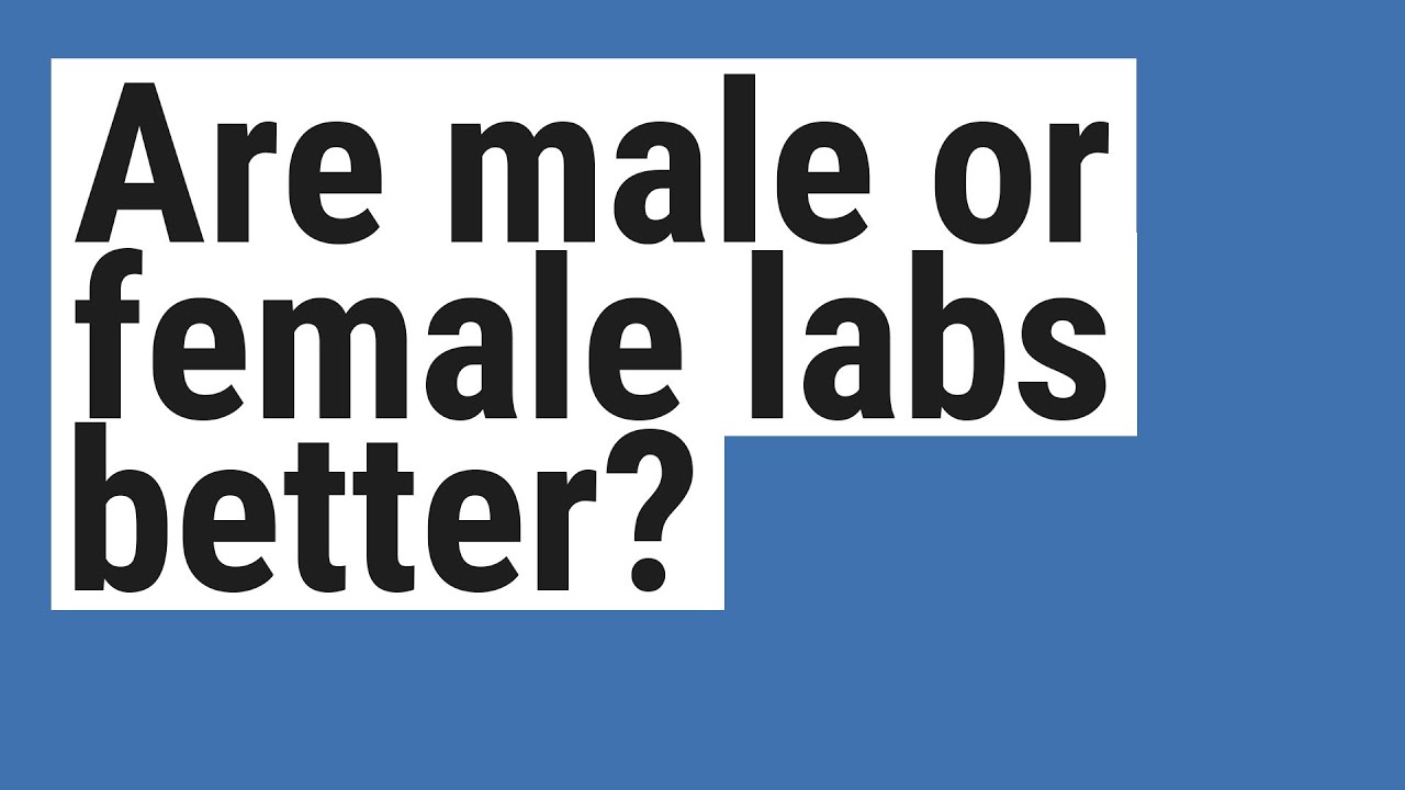 Are Male Or Female Labs Better?