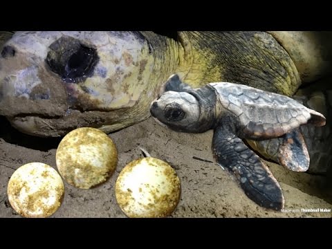 RARE SEA TURTLE FOUND LAYING EGGS & HATCHLINGS