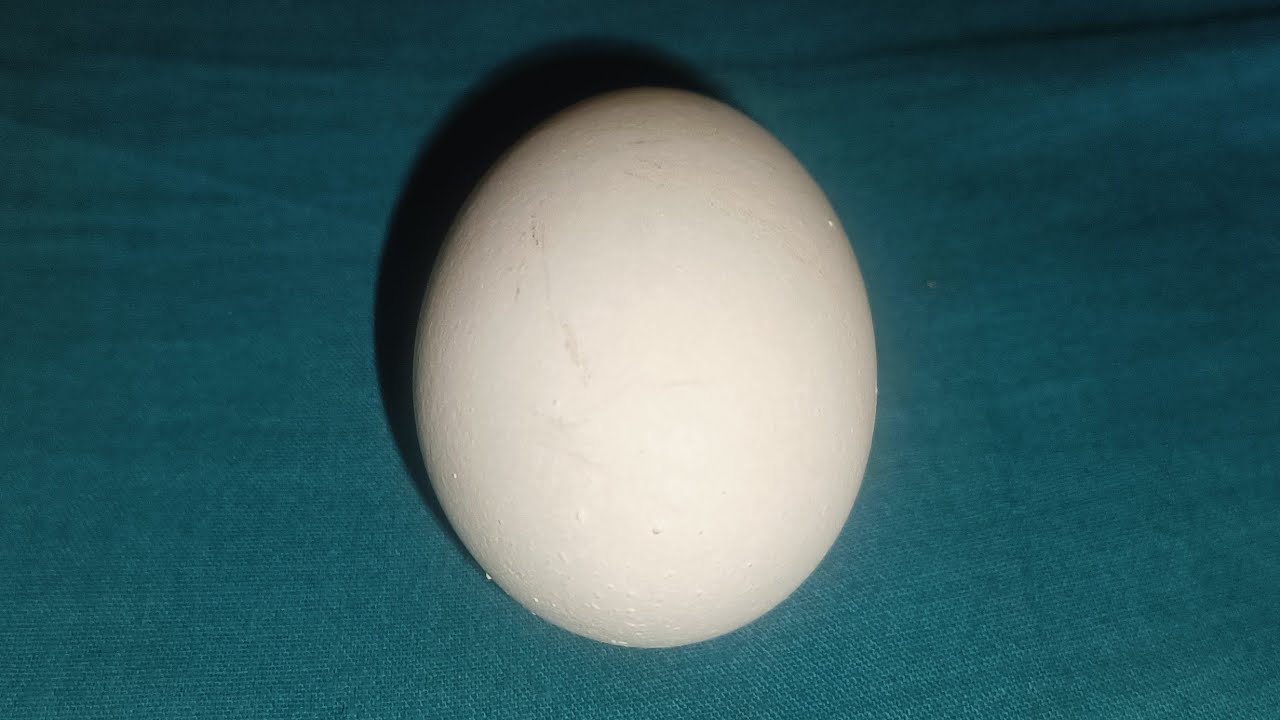 🥚RAW EGG PEELING LIVE🔴