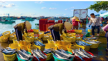 Bãi Xếp Lớn Và Cảng Cá An Thới Phú Quốc 2023 Vào Buổi Sáng Toàn Cá To Khổng Lồ Trên 10kg Thấy Ham