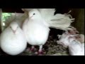 fantail baby,  птенцы белого голубя-павлина
