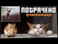 ПОТРАЧЕНО. Противостояние. Лучшие приколы 2020, смешные видео и фейлы