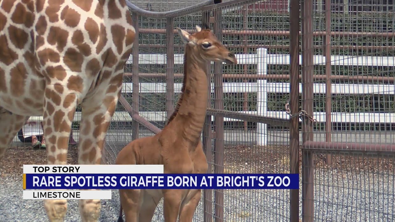 Extremely rare spotless giraffe born in U.S. zoo