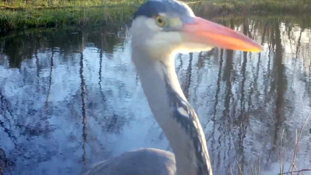 Heron at the pond