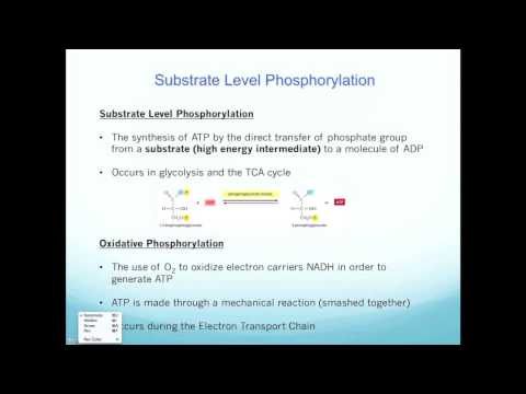 Substrate level vs. Oxidative Phosphorylation
