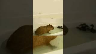 капибара #shorts #капибара #capybaramemes #мемы #реки #пон