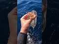 What creature is this? Salps are jelly like tunicates!