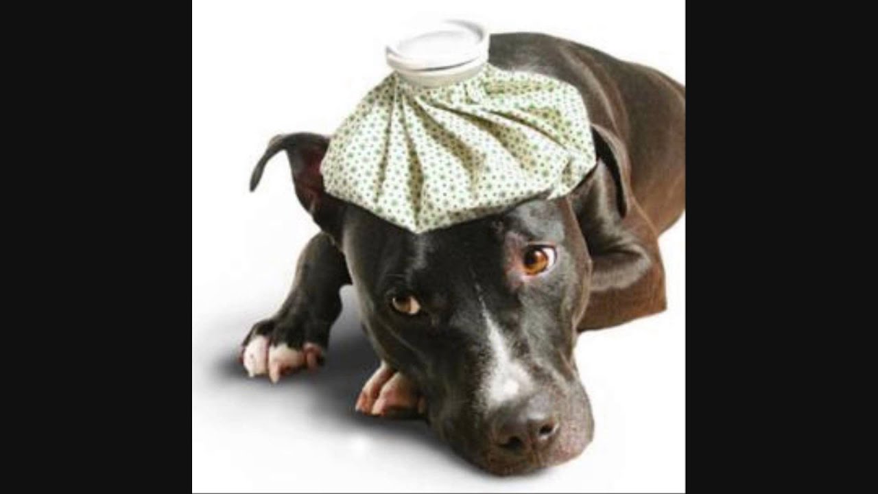 remedios caseros para gripe y tos en perros