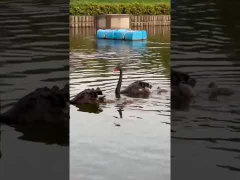 Video: Anatidae ailesi: ailenin tanımı ve temsilcileri