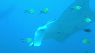 Diving in the Maldives Male South