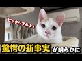 妊婦猫を保護したら驚愕の新事実が明らかになりました