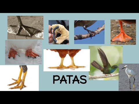 Explicación tipos de patas