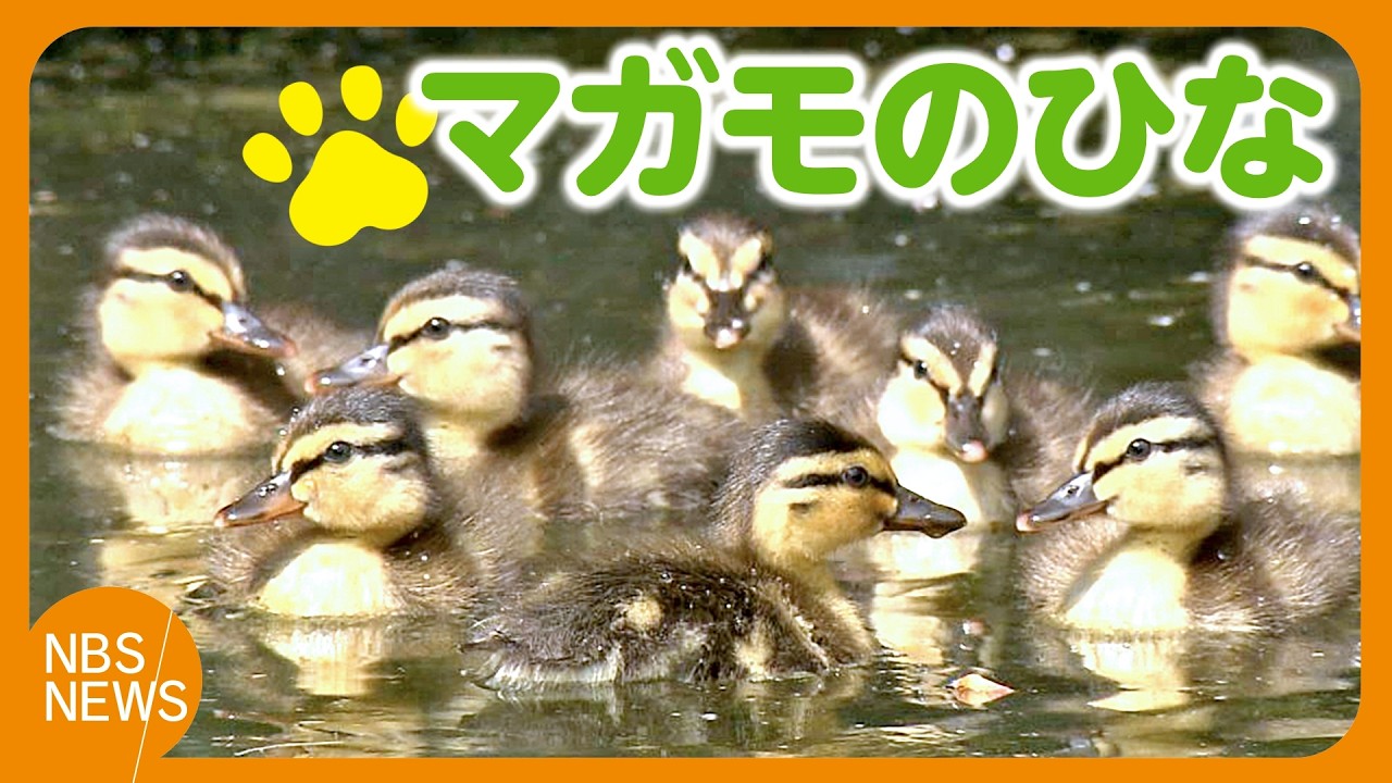 Ducklings Swimming Along - YouTube