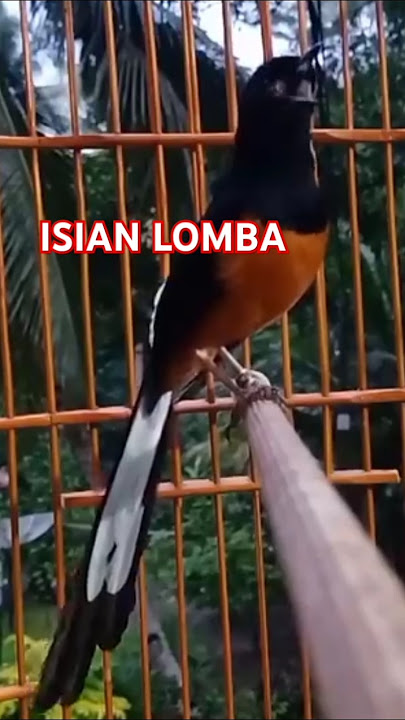 isian murai batu MEWAH