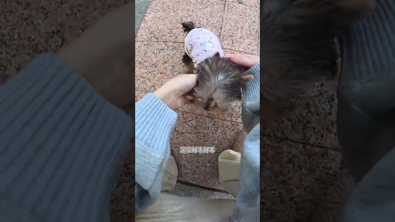 Two-Month-Old Puppy: Mastering Basic Commands in 4 Minutes