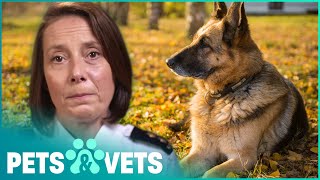 Mistreated German Shepherd Saved By Animal Welfare | The Dog Rescuers | Pets & Vets