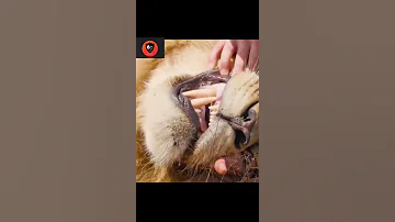 شاهد طول أنياب الأسد Watch The Length Of The Lion S Fangs 