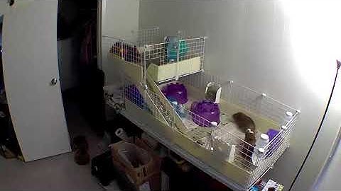 Guinea Pig fight caught on camera!