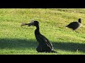 BIGUA COMIENDO UNA VIEJA DE RIO (6 de 6)