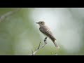 The Sound Of The Spotted Flycatcher Bird Sounds 10 Hours The Sound Of The Spotted Flycatcher Bird Sounds 10 Hours