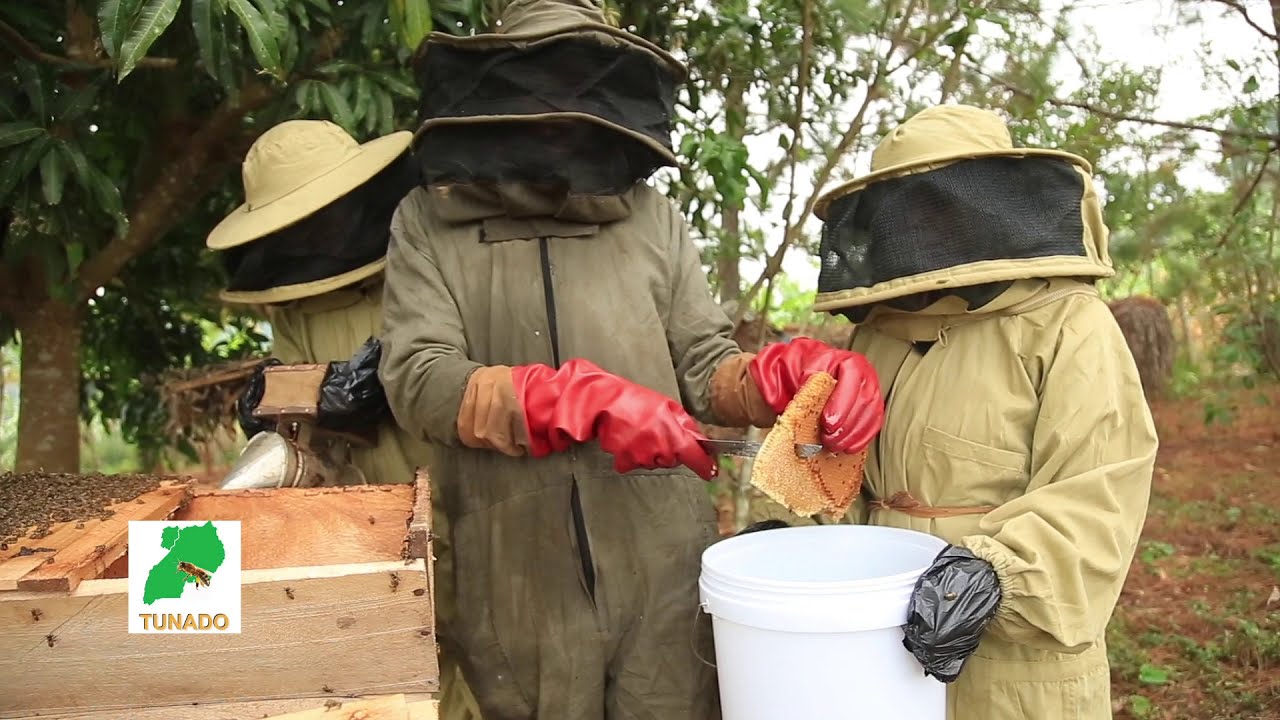 How to Harvest Honey From A KTB Hive - All The Process!