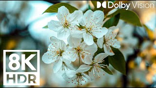 Glorious Nature Flowers 8K Video | Piano Music Therapy to Stop Thinking flowers music