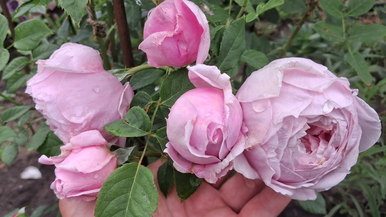 Троянди, ранок і аромат літа після дощу 🫠 Всі сорти підписані