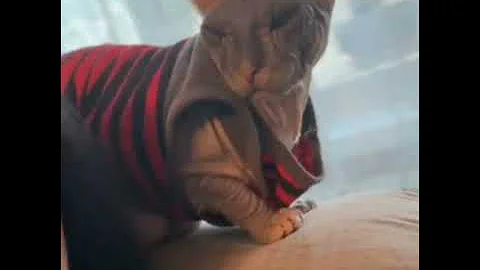 Video 10583111: don sphynx cats, sphynx cat meets, beautiful sphynx cat, gorgeous sphynx, hairless breed, rare breed