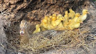 Amazing Pekin 50Duckling Hatching From Eggs _ Cute Cute BabyDuck Born