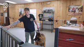 How to stop your dog from running out the door-How to build a better relationship with your dog