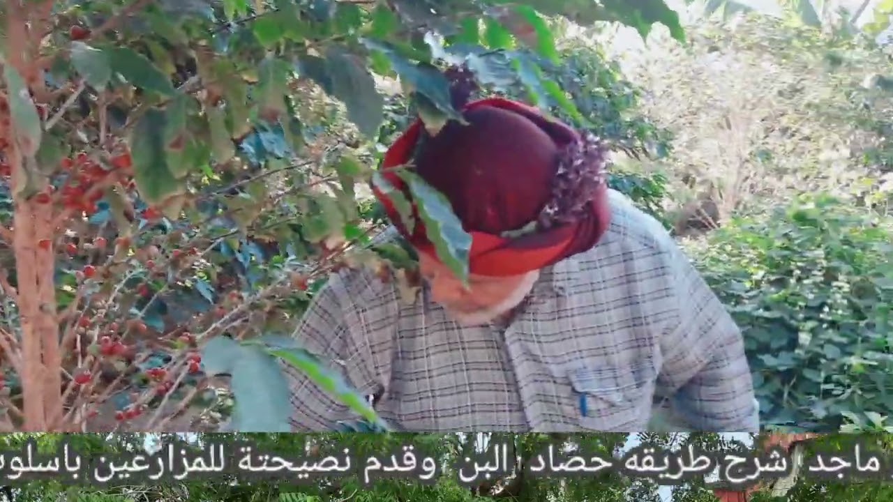 (( مزرعة البن للشيخ اسعد سلمان الشراحيلي الفيفي جبل ال شراحيل مركز الجوة محافظة فيفاء