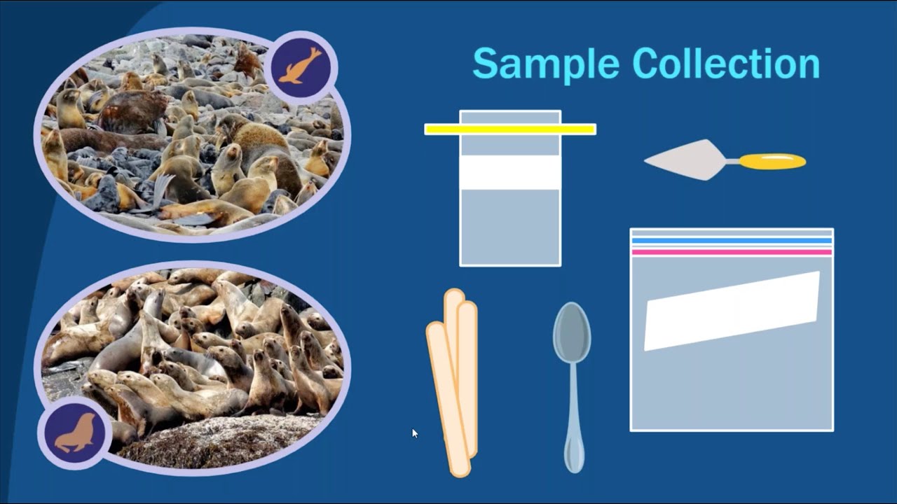 NOAA Science Camp 2021 Dirty Jobs Marine Mammal Food Habits YouTube