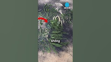 Nếu gặp thứ này trong rừng, CHẠY NGAY!