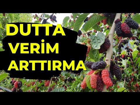 Video: Lychee Ağacı Budama: Lychee Ağacı Nasıl ve Ne Zaman Kesilir