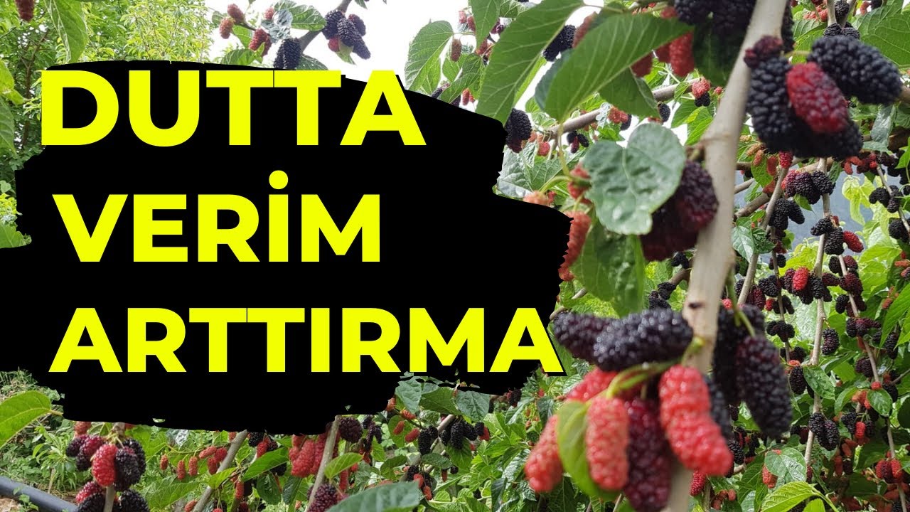Dut Ağacı Nasıl Verimli Hale Getirilir ?  -  #tropikaltopraktv #dut