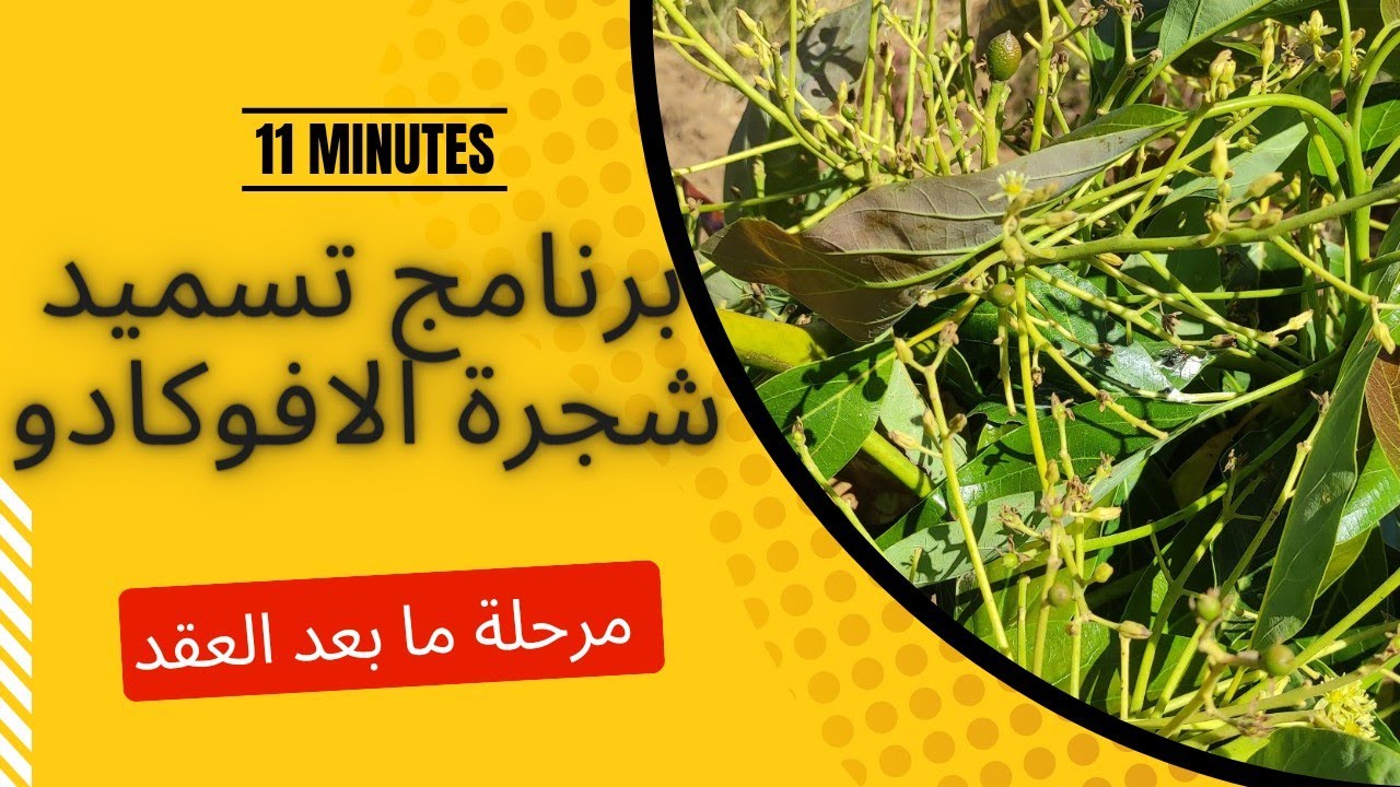 برنامج تسميد شجرة الأفوكادو و الوقاية من تساقط الثمار