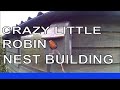 Robin Building Nest in Nest Box